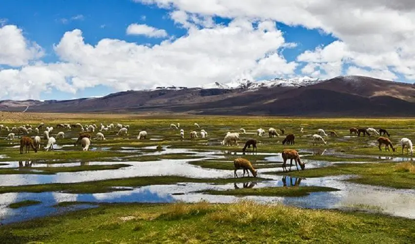 Tour Puno to Cusco by Bus + Peruvian Cuisine